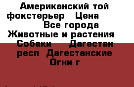 Американский той фокстерьер › Цена ­ 25 000 - Все города Животные и растения » Собаки   . Дагестан респ.,Дагестанские Огни г.